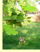 Дуб летний, или черешчатый (Quercus robur L.) Дуб летний, или черешчатый (Quercus robur L.)